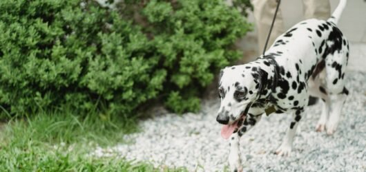 Hund an der Leine beim Spaziergang mit Begleitung