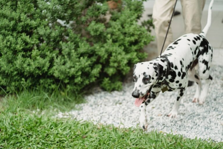 Hund an der Leine beim Spaziergang mit Begleitung