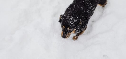 Hund läuft an einem Wintertag durch tiefen Schnee