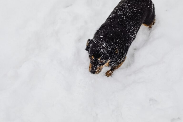 Hund läuft an einem Wintertag durch tiefen Schnee