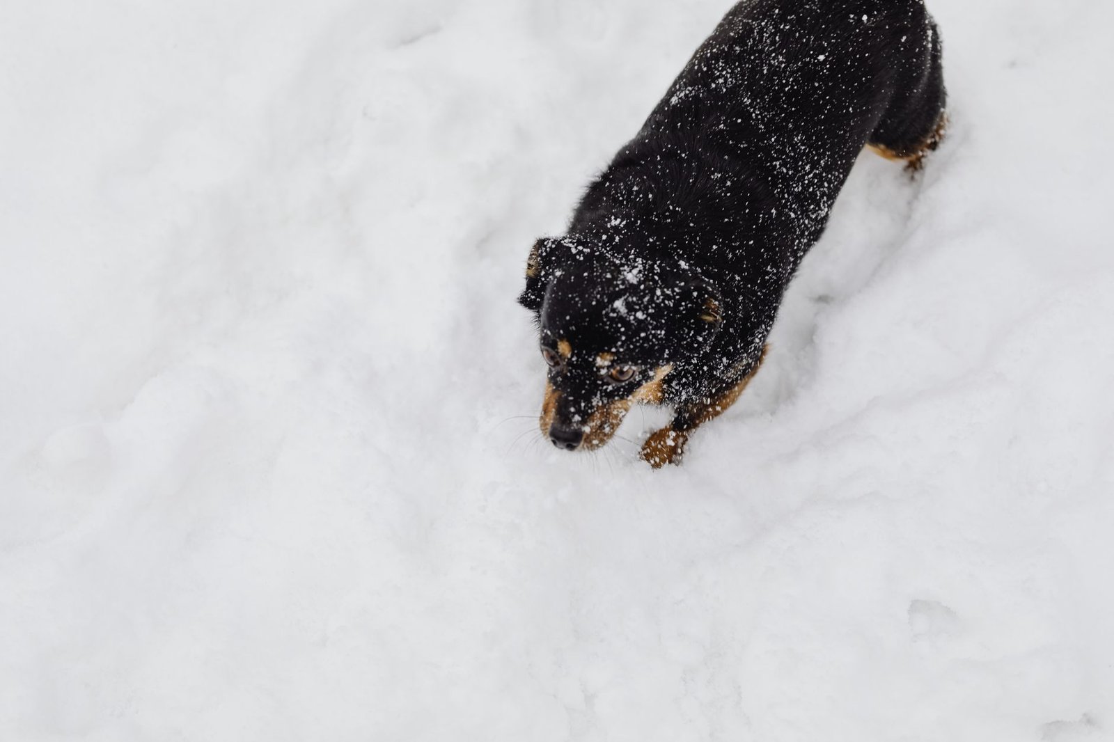 Winterausstattung für Hunde: Checkliste für Mantel, Pfotenpflege und Sichtbarkeit